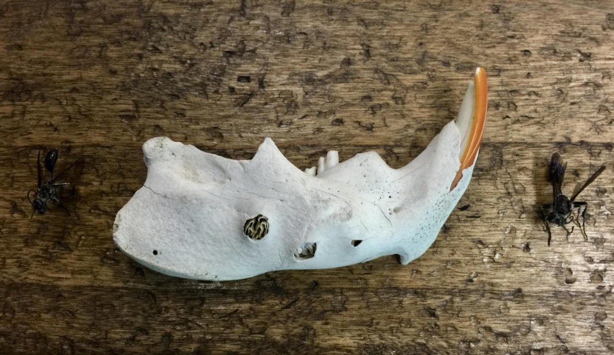The BeaverJaw on an antique cricket bat, flanked by two wasps.